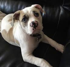 See more ideas about bulldog, bulldog pics, bulldog puppies. American Bulldog Dog Breed Pictures 9