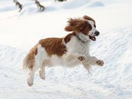 Thought to be comparable to the old land spaniel, they are similar to the english springer spaniel and historically have been referred to as both the welsh spaniel and the welsh cocker spaniel. Welsh Springer Spaniel Dog Breed Info