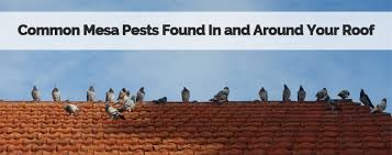 Termites can penetrate the brickwork of your home below ground level. Commons Mesa Pest Found Around Roof Varsity Termite Pest Control