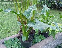 Image result for Zantedeschia aethiopica