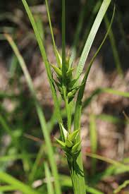 Image result for Scleria gracillima