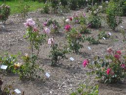 How to start a rose garden. Home Fitzbek Rose Gardens Jimdo Page