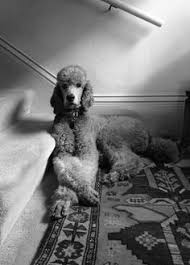 Black And White Tuxedo Standard Poodle Standard Poodle Black White Photography Dogs Poodle Dog Poodle Standard Poodle