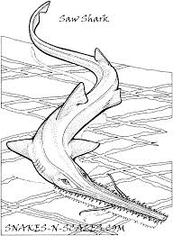 Saw Shark Coloring Page Snakes N Scales Shark Coloring Pages Coloring Pages Toy Story Coloring Pages