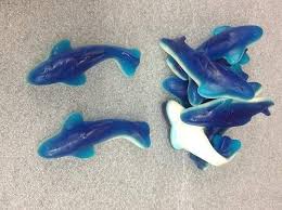 Order Jumbo Gummi Sharks 1 Pound Blue With White Bottom Bulk Gummy Candy Shark Shark Facts Dinosaur Stuffed Animal