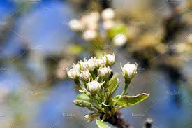 Apple Tree Apple Tree Fruit Garden Tree