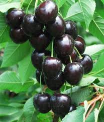 Cherry trees need full sun to grow and produce their best fruit. Kordia Cherry Tree 22 00 Cherry Cherry Apple Trees And Fruit Trees For Sale Buy At Competitive Prices With Wholesale Discounts