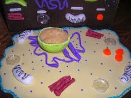 Bacteria basic biochemistry & molecular biology yeast euk: Pin On Cells Project
