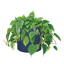 Image result for Filodendron Philodendron