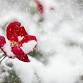 Festive Drinks - Helensburgh & Cardross Women's... event in Helensburgh