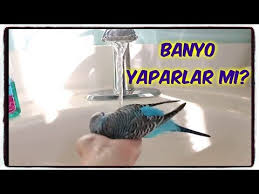 Muhabbet Kusu Banyo Yapar Mi Youtube