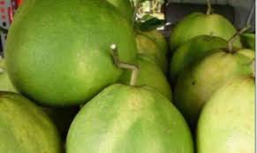 Gambar batang buah limau / jeruk komering. Musim Panas Jejas Hasil Limau Bali
