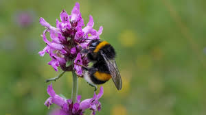 Image result for Bombus ruderatus