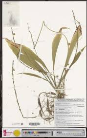 Image result for Chlorophytum sparsiflorum