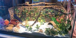 Molting hermit crabs require a special environment to successfully molt. My Niece S Christmas Gift This Year Was A Bunch Of Decorations For Her Hermit Crab Tank She Has 5 Total And As Soon As We Placed Them In The New Tank They