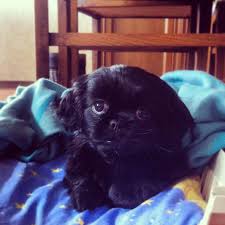Moni My Girl Pekingese 2 Months Old Hayvanlar