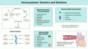 Image result for Homocysteine