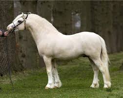 Ysselvliedts Golden Boy Welsh Stalion Szkic