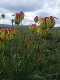 Image result for Disa robusta