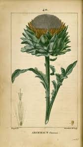 Img Dessins Gravures De Plantes Medicinales Artichaut Commun Artichaud Artichaux Jpg Illustration Botanique Dessin Botanique Dessin Plante
