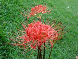 A Poisonous Flower Red Spider Lily Explore Tibet