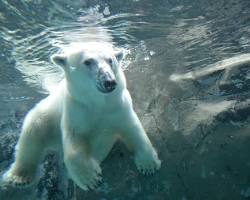 旭山動物園（北海道旭川市）の画像