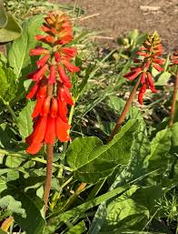 Image result for Erythrina zeyheri