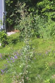 Image result for Lactuca glandulifera