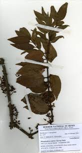 Image result for Phragmanthera capitata