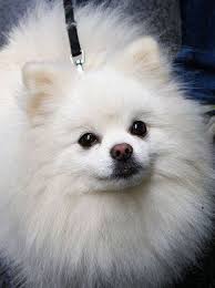 7 best small dog breeds for families best small dog breeds pomeranian dog best small dogs