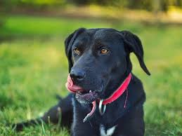 10 Causes Of Dogs Vomiting Undigested Food Pethelpful By Fellow Animal Lovers And Experts Add interesting content and earn coins. causes of dogs vomiting undigested food