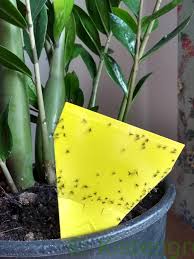 Für kleine läden lohnt es sich deshalb kaum, zu öffnen. Schwarze Mucken Aus Der Blumenerde Trauermucken Bekampfen