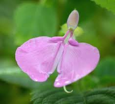 Image result for Impatiens apiculata