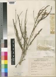 Image result for Alantsilodendron pilosum