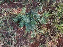Image result for Felicia mossamedensis