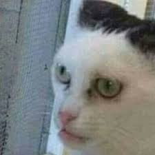  19 Ide Kocheng Oren Foto Kucing Lucu Humor Hewan Hewan Lucu