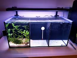 Up and running for about two months. Shrimp Trio Uk Aquatic Plant Society