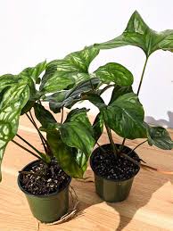 Image result for Cercestis congensis