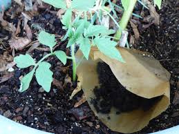 How to use coffee grounds in the garden. Using Coffee Grounds For Vegetables Tips For Growing Veggies In Coffee Grounds