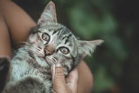Yavru Kedi Bakimi Nasil Yapilir Nelere Dikkat Edilir Vetrium Cayyolu Veteriner Klinigi
