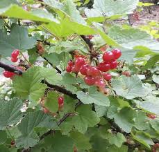 These berries can also be greatly appreciated by wildlife as a valuable source of food. 15 Types Of Red Berries That Grow On Shrubs And Trees Happy Diy Home
