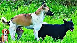 شاهد كيف تتزاوج الكلاب ، شيء لا يصدق حقًا/Watch how dogs mate, something  really incredible - YouTube