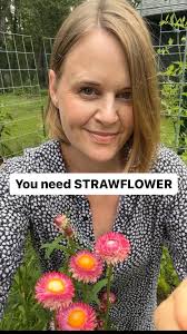 S T R A W F L O W E R and my growing tips below. , I love this flower in  the kitchen garden!, It’s papery nature really gets me! And makes for a  fabulous dried flower. The blooms are not as prolific ...