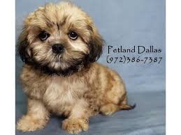 4 malshi puppies sorry sold out. Malshi Puppies Petland Dallas Tx