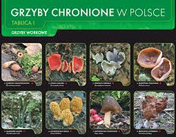 We did not find results for: Wystawa Grzyby Chronione W Polsce Aktualnosci Nadlesnictwo Jarocin Lasy Panstwowe