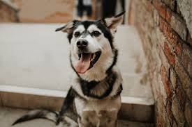 Goberian Husky Golden Retriever Mix Info Pictures Facts Traits Doggie Designer