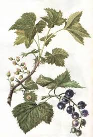 Normal 0 False False False Ru X None X None Http Zdravbyd Ru Wp Content Uploads 2010 09 Smorodina Jpg Bloemen