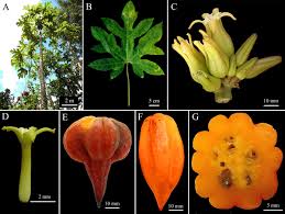 Image result for Cylicomorpha parviflora