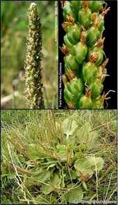 Image result for Plantago palmata