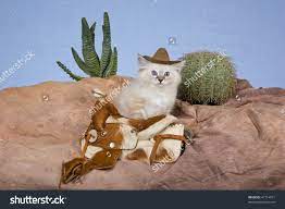 Cute Ragdoll Kitten Cowboy Hat Saddle Stock Photo 47114011 Ragdoll Kitten Kittens Cutest Kitten